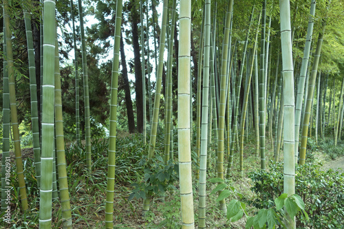 Obraz na płótnie bambus zielony kwota gaj