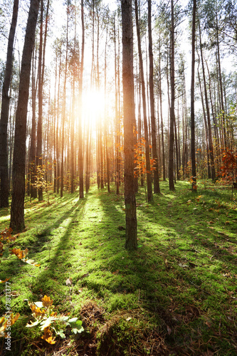 Naklejka pejzaż las natura