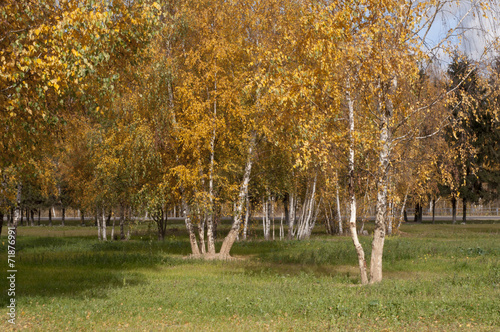 Naklejka brzoza park drzewa jesień