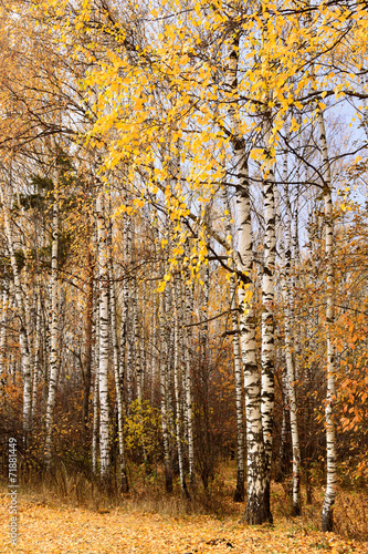 Naklejka krzew natura park roślina jesień