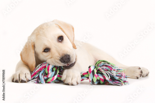 Plakat szczenię ładny labrador pies zwierzę
