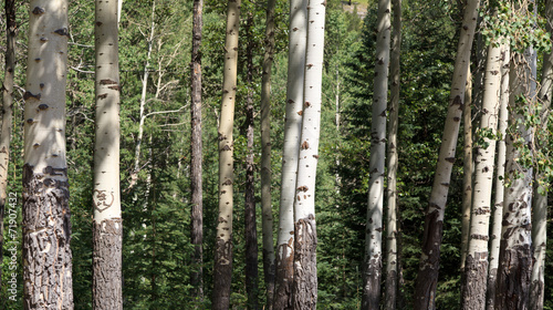 Naklejka drzewa natura trawa