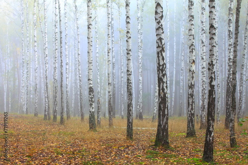 Naklejka dziki lato natura park pejzaż