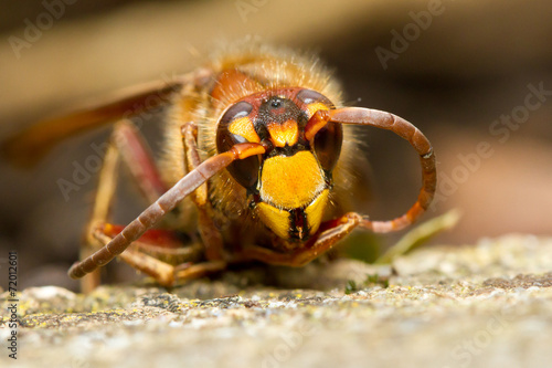 Naklejka portret zdrowie natura