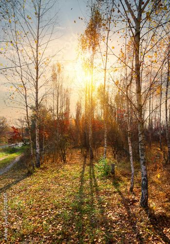 Naklejka brzoza niebo park