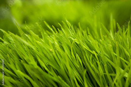 Plakat łąka natura trawa pole