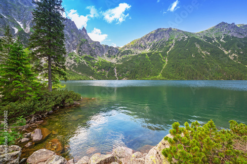 Plakat sosna natura europa pejzaż 