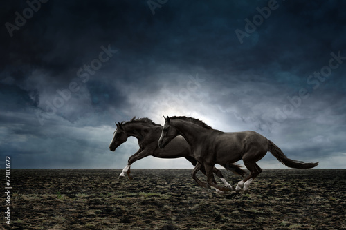Obraz na płótnie koń para wieś