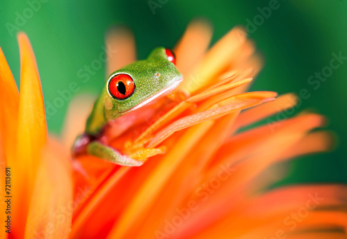 Fototapeta gad natura żaba oko