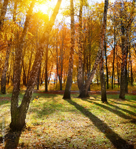 Obraz na płótnie trawa aleja park