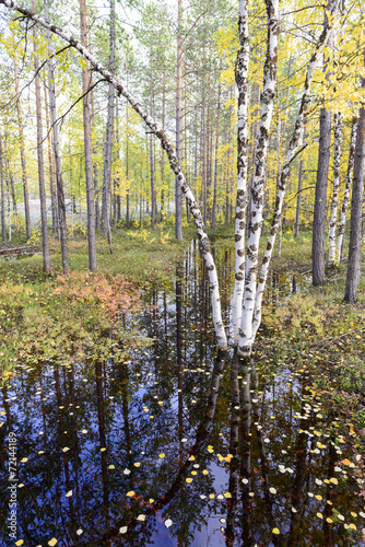 Naklejka natura drzewa mech roślina