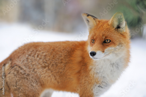 Naklejka oko dziki fauna ładny śnieg