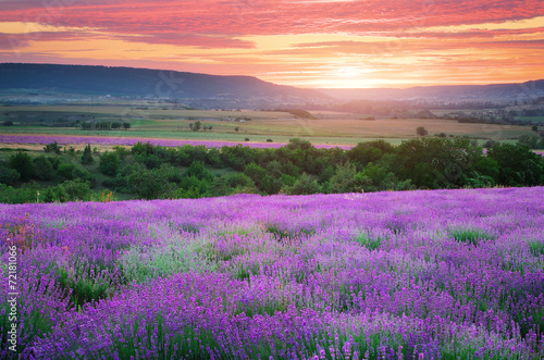 Obraz na płótnie fiołek natura wzgórze trawa europa