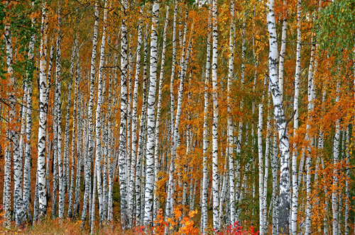 Fotoroleta jesień pejzaż krajobraz