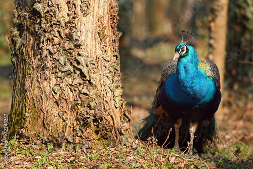 Fototapeta dziki ptak piękny ładny natura