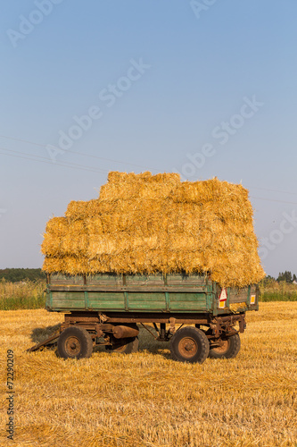 Fotoroleta roślina łąka natura