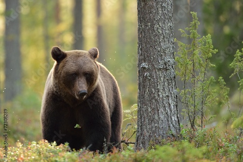 Naklejka bezdroża niedźwiedź natura dziki