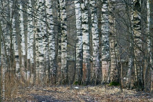 Naklejka wiejski spokojny brzoza natura pejzaż