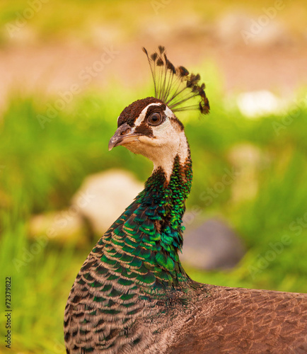 Fotoroleta ptak kogut natura