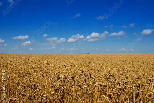 Fototapeta panoramiczny lato zbiory natura