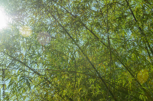 Fototapeta bambus świeży wschód azja natura