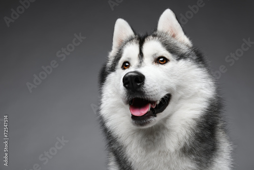 Naklejka Portret Syberian husky