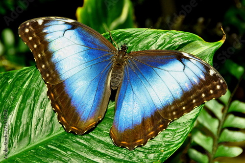 Fotoroleta kostaryka fauna natura błąd