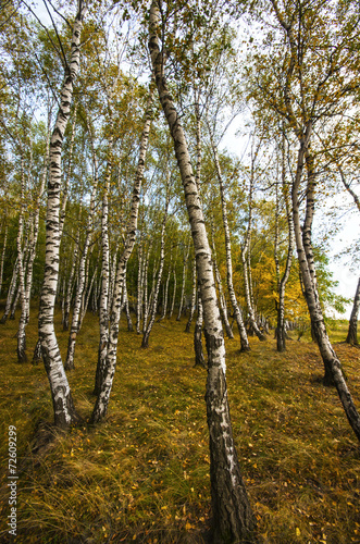 Fototapeta wiejski wieś piękny las park