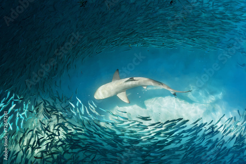 Plakat malediwy podwodne dziki morze zwierzę