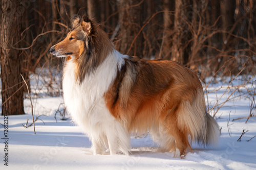 Obraz na płótnie Collie na śniegu