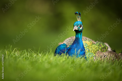 Plakat tropikalny ładny natura mężczyzna witalność