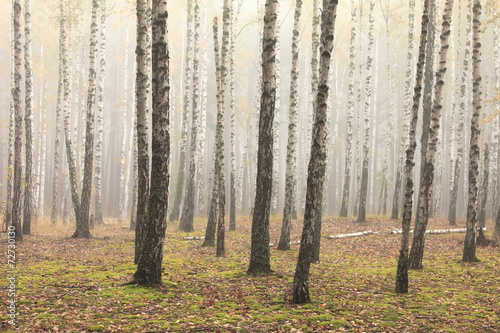 Naklejka dziki natura drzewa