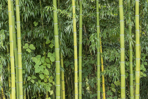Obraz na płótnie natura bambus roślina poziomy nikt