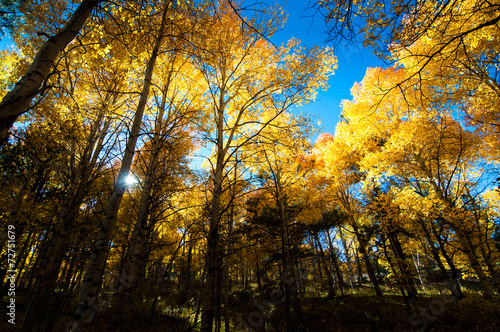 Fototapeta drzewa jesień niebo natura