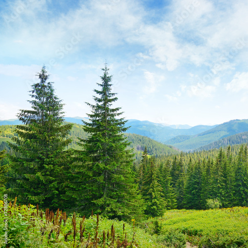 Naklejka piękny panorama las lato