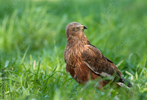 Naklejka ptak natura drapieżnik polen