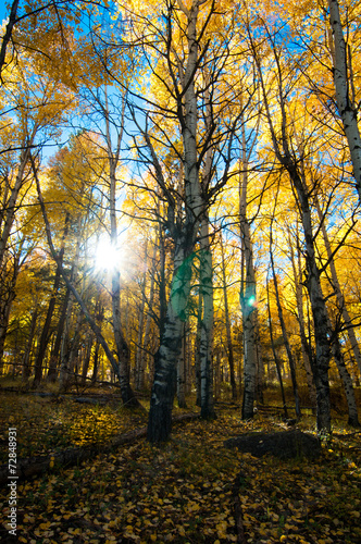 Fototapeta las jesień natura góra