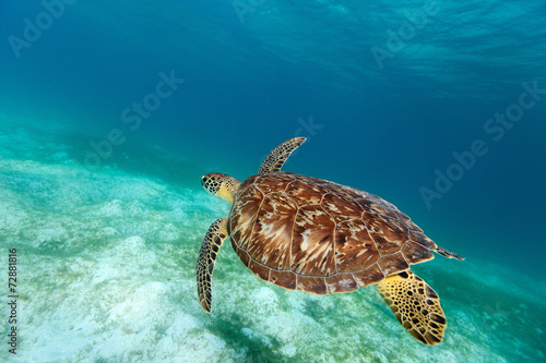 Fototapeta zwierzę morze gad dziki natura