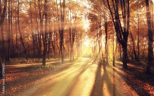 Obraz na płótnie natura park pejzaż las jesień