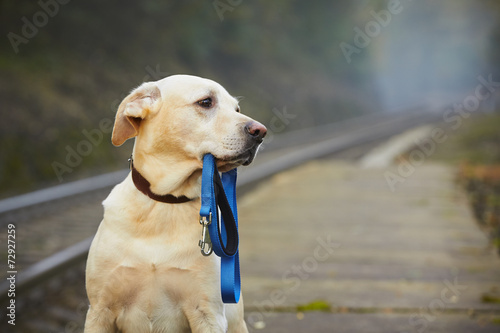 Fotoroleta ładny pies peron labrador