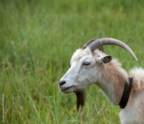 Naklejka mleko portret zwierzę natura