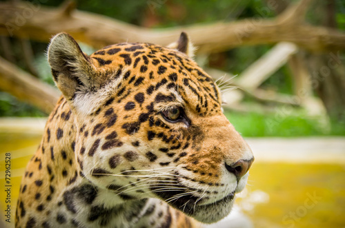 Obraz na płótnie ameryka piękny safari dżungla jaguar