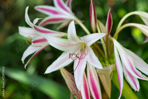 Obraz na płótnie roślina natura kwiat tropikalny