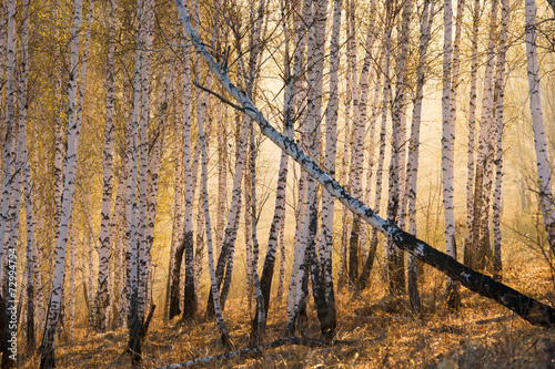 Naklejka ludzie las natura