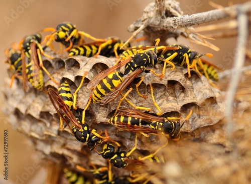 Fototapeta natura świat dziki zwierzę stawonogi