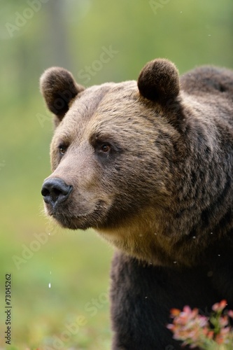 Fototapeta niedźwiedź portret natura mężczyzna ssak