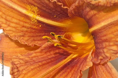 Plakat jedzenie kwiat natura liliowiec czerwony