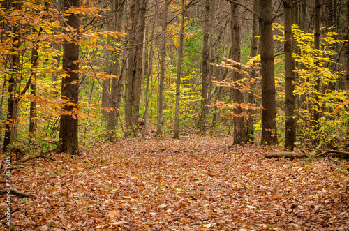 Fotoroleta ładny piękny jesień park