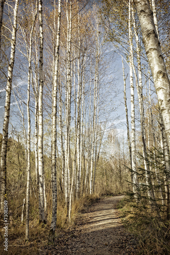 Fototapeta brzoza natura krajobraz droga ścieżka