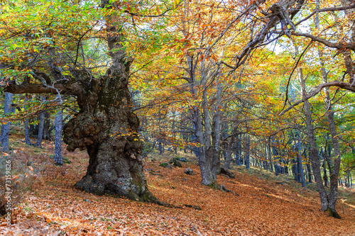 Fotoroleta natura las jesień